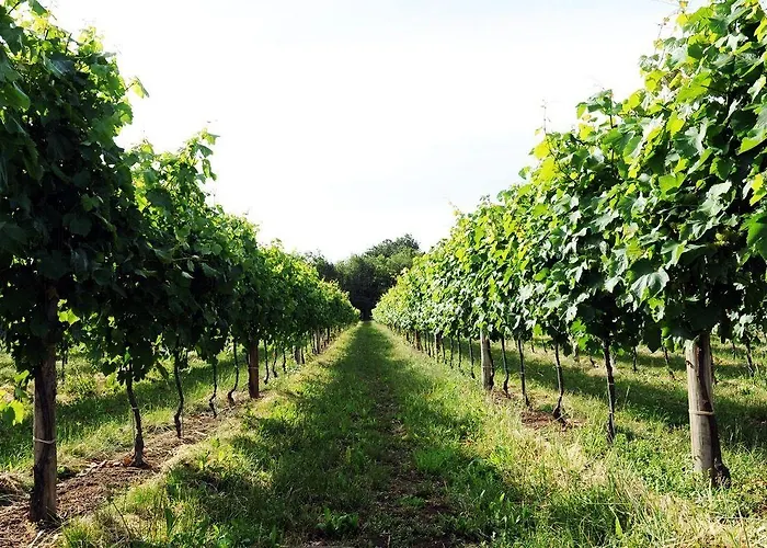 Pianderna Agriwellness * Scandiano